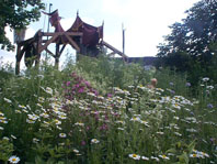 Bild: Burgberg mit Blumenwiese